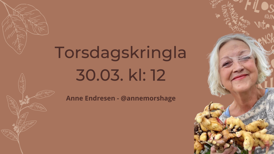 Brun bakgrunn med bilde av Anne Endresen og tekst "Torsdagskringla 30.03 kl 12 Anne Endresen @annemorshage". 